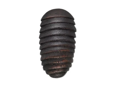 Small hand carved wooden sculpture of segmented beetle
