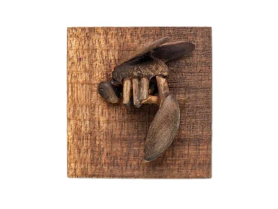 Small hand carved wooden sculpture of insect