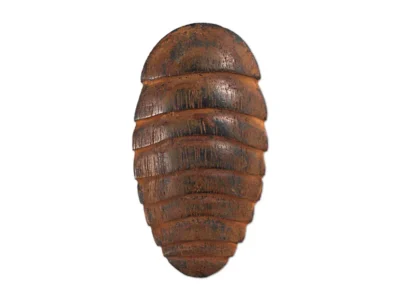 Small hand carved wooden sculpture of segmented grub
