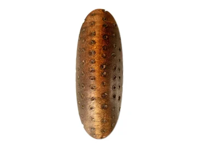 Small hand carved wooden seed sculpture